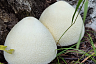 В Саратовской области нашли редкий «пушистый» гриб